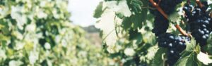 Descubre los viñedos y la importancia de su calidad en el vino